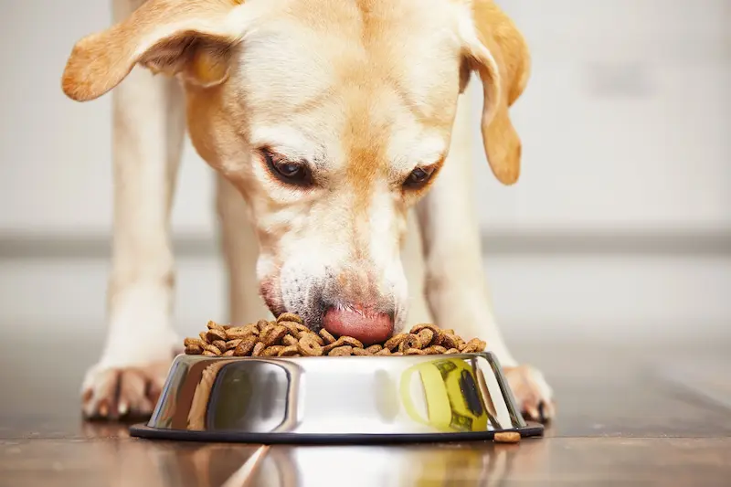 Why You Need a Pet Food Subscription