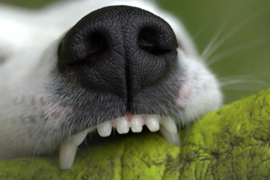 What Should You Do if You’re Bitten by a Dog? Bitten by a Dog
