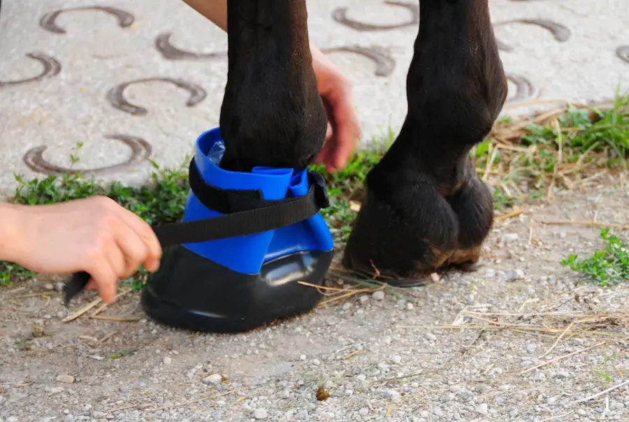 Caring for Your Horse: Essential Horse Boot Tips for Managing Abscesses Horse Boot