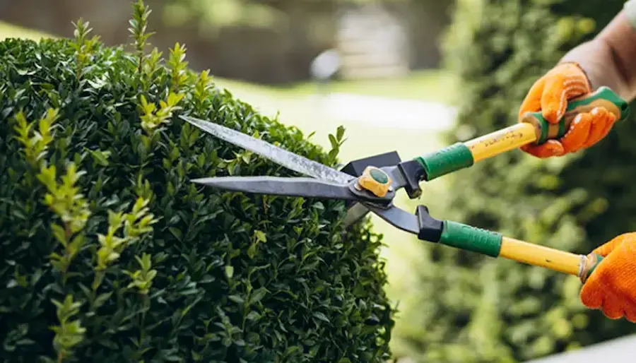 Healthy Growth Starts with the Right Pruning Approach Healthy Growth Starts with the Right Pruning Approach