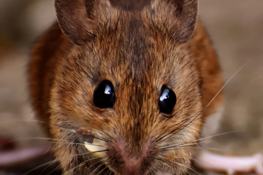 Do Mice Eat Meat? What You Need to Know