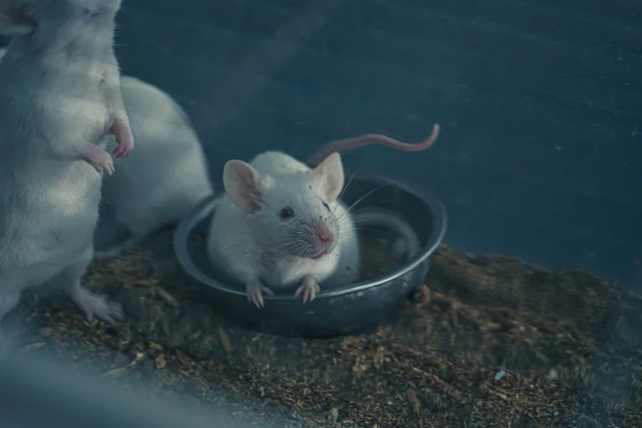 Pet mouse eating food