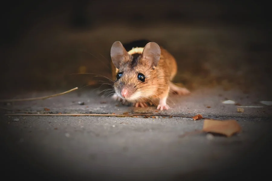 Wild mouse eating insects